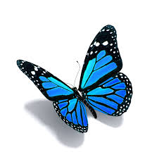 BUTTERFLIES ARE FREE TO FLY By Stephen Dav is